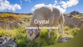  Presentation with grazing - Slide set enhanced with rree range sheep grazing background and a coral colored foreground