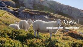  Presentation with grazing - Presentation theme consisting of rree range sheep grazing background and a violet colored foreground