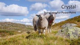  Presentation with grazing - Slide set having rree range sheep grazing background and a light blue colored foreground