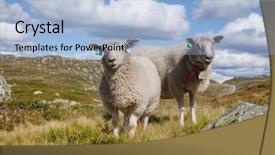  Presentation with grazing - Presentation theme featuring rree range sheep grazing background and a light blue colored foreground