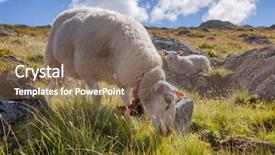  Presentation with grazing - Cool new presentation theme with rree range sheep grazing backdrop and a violet colored foreground