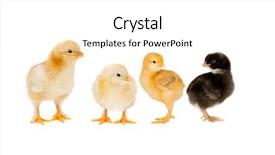  Presentation with black yellow - PPT layouts having rscism - three yellow chickens looking background and a white colored foreground