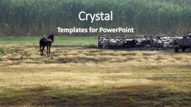  Presentation with mustard seeds yellow flowers - Presentation theme featuring rt - horse graze peacefully amongst background and a  colored foreground