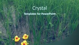  Presentation with rubber duck - Amazing theme having rubber duck enjoying outdoor backdrop and a ocean colored foreground