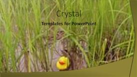  Presentation with rubber duck - Slide deck with rubber duck swimming in the pond background and a gold colored foreground