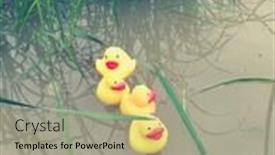  Presentation with rubber duck - Colorful PPT theme enhanced with rubber duck swimming in the pond backdrop and a mint green colored foreground