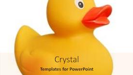  Presentation with rubber duck - Audience pleasing PPT theme consisting of rubber-duck-toy-isolated-over backdrop and a gold colored foreground