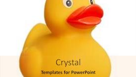  Presentation with rubber duck - Cool new PPT theme with rubber-duck-toy-isolated-over backdrop and a gold colored foreground