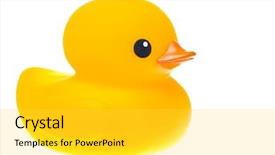  Presentation with rubber duck - Audience pleasing PPT theme consisting of rubber duck backdrop and a light gray colored foreground