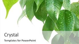  Presentation with rubber plant - PPT theme featuring rubber plant - leaves background and a white colored foreground