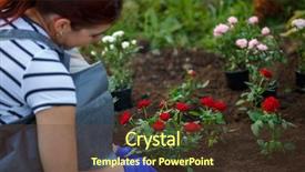  Presentation with rubber gloves - Slide deck consisting of rubber plant - photo of hands in blue background and a tawny brown colored foreground