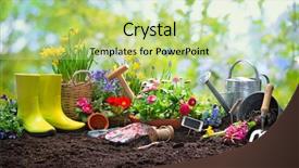  Presentation with spring - Slide set consisting of rubber plant - planting spring flowers background and a mint green colored foreground