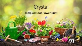  Presentation with spring - Audience pleasing PPT theme consisting of rubber plant - planting spring flowers backdrop and a yellow colored foreground