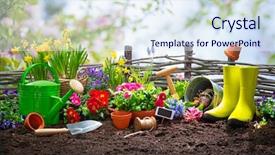  Presentation with spring flowers on textured - Slide set featuring rubber plant - planting spring flowers background and a sky blue colored foreground