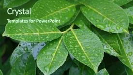  Presentation with rubber plant - Beautiful PPT layouts featuring rubber plant - water drops on fresh leaves backdrop and a forest green colored foreground