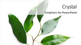  Presentation with rubber plant - PPT layouts having rubber plant isolated on white background and a white colored foreground