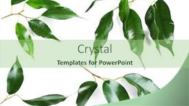  Presentation with rubber plant - Cool new slide deck with rubber-plant-isolated-on-white and a  colored foreground