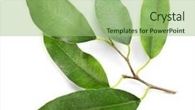  Presentation with rubber plant - Amazing presentation design having rubber plant isolated on white backdrop and a mint green colored foreground