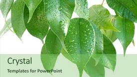  Presentation with rubber plant - Presentation featuring rubber plant leaves background and a seafoam green colored foreground