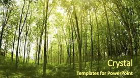  Presentation with rubber tree - Cool new presentation with rubber plantation sunbeam shine backdrop and a tawny brown colored foreground