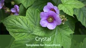  Presentation with virginia - Beautiful slide set featuring rubus odoratus plant purple-flowered backdrop and a tawny brown colored foreground