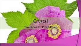  Presentation with virginia - Slide deck having rubus odoratus plant purple-flowered raspberry or virginia raspberry close up isolated on white background background and a gold colored foreground