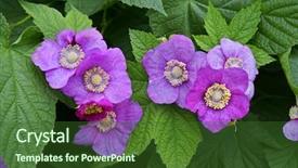  Presentation with virginia - Presentation featuring rubus odoratus plant purple-flowered raspberry or virginia raspberry background and a tawny brown colored foreground