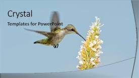  Presentation with white flowers - Beautiful PPT layouts featuring ruby-throated hummingbird feeding backdrop and a light blue colored foreground