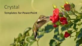  Presentation with ruby red - Slide set featuring ruby-throated-hummingbird-feeding background and a yellow colored foreground
