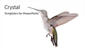  Presentation with flight - Beautiful presentation theme featuring ruby-throated hummingbird in flight backdrop and a white colored foreground
