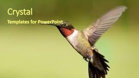  Presentation with ruby bridges - Audience pleasing presentation design consisting of ruby-throated hummingbird male backdrop and a tawny brown colored foreground