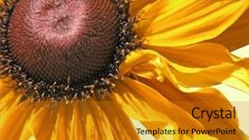  Presentation with horse and carriage isolated - Amazing presentation having rudbeckia goldilocks isolated with clipping backdrop and a gold colored foreground