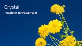  Presentation with tall - Colorful PPT theme enhanced with rudbeckia-laciniata-or-tall-coneflower backdrop and a dark gray colored foreground