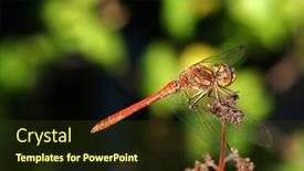  Presentation with branch - Presentation having ruddy-darter-sympetrum-sanguineum background and a tawny brown colored foreground