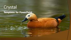  Presentation with lake - Audience pleasing presentation theme consisting of ruddy-shelduck-tadorna-feruginea backdrop and a tawny brown colored foreground