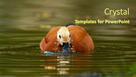  Presentation with lake - Slides consisting of ruddy-shelduck-tadorna-feruginea background and a tawny brown colored foreground