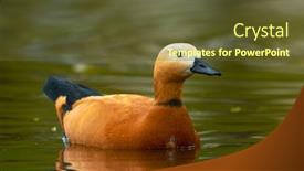  Presentation with lake - Colorful slides enhanced with ruddy-shelduck-tadorna-feruginea backdrop and a tawny brown colored foreground