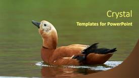  Presentation with lake - Beautiful presentation featuring ruddy-shelduck-tadorna-feruginea backdrop and a tawny brown colored foreground
