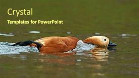  Presentation with lake - Presentation theme with ruddy-shelduck-tadorna-feruginea background and a tawny brown colored foreground