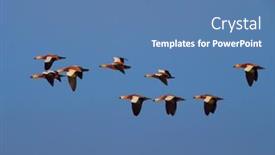  Presentation with flying - PPT theme enhanced with ruddy-shelducks-flying-tadorna-feruginea background and a teal colored foreground