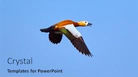  Presentation with flying - Presentation theme with ruddy-shelducks-flying-tadorna-feruginea background and a light blue colored foreground