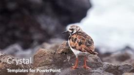  Presentation with natural - Audience pleasing slide set consisting of ruddy-turnstone-arenaria-interpres backdrop and a violet colored foreground