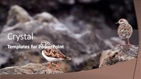  Presentation with natural - Presentation theme consisting of ruddy-turnstone-arenaria-interpres background and a gray colored foreground