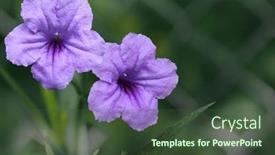  Presentation with mexican - PPT layouts with ruellia-tuberosa-brittoniana-mexican-petunia background and a tawny brown colored foreground