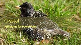  Presentation with bird flu - Cool new PPT theme with ruffled up bird avian flu backdrop and a  colored foreground