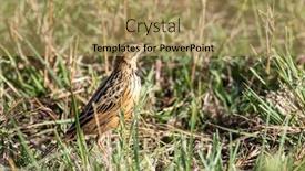  Presentation with predators - Beautiful slides featuring rufous-naped-lark-mirafra-africana backdrop and a coral colored foreground