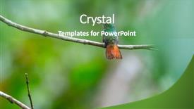  Presentation with costa rica - PPT theme consisting of rufous tailed hummingbird amazilia tzacatl sits on the branch costa rica background and a seafoam green colored foreground