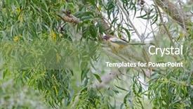  Presentation with dark forest - Amazing slide deck having thai music - rufous treepie bird with long backdrop and a seafoam green colored foreground