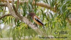  Presentation with dark forest - Presentation theme featuring thai music - rufous treepie bird with long background and a gold colored foreground