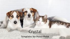  Presentation with pets - Theme with rug at home friendship background and a lemonade colored foreground